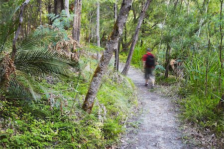 simsearch:841-07457659,k - Man hiking in Warren National Park, Pemberton, Western Australia, Australia, Pacific Foto de stock - Con derechos protegidos, Código: 841-05785240