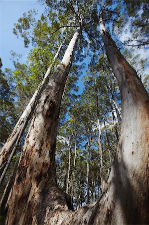 forest low angle australia - Karri trees in Gloucester National Park, Pemberton, Western Australia, Australia, Pacific Stock Photo - Rights-Managed, Code: 841-05785241