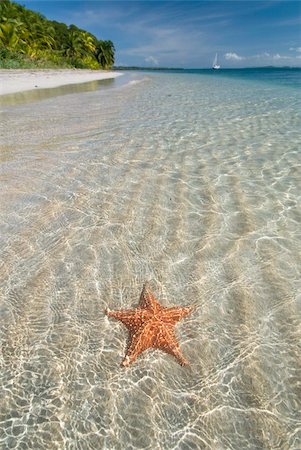 sea star - Starfish beach, Bocas Del Drago, Isla Colon, Bocas Del Toro, Panama, Central America Foto de stock - Con derechos protegidos, Código: 841-05785432