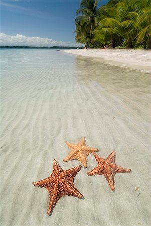 seestern - Starfish Beach, Bocas Del Drago, Isla Colon, Bocas Del Toro, Panama, Central America Foto de stock - Con derechos protegidos, Código: 841-05785433