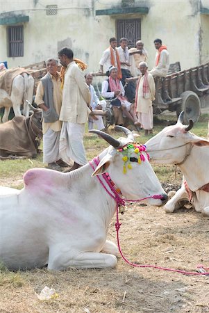 simsearch:841-03675399,k - Weiße Kühe, eingerichtet für den Verkauf auf der jährlichen Sonepur Vieh-Messe nahe Patna, Bihar, Indien, Asien Stockbilder - Lizenzpflichtiges, Bildnummer: 841-05785481