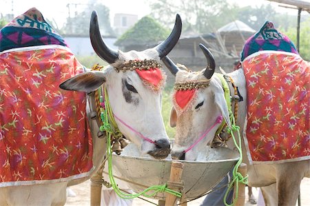 Deux vaches blanches, décorés avec le chiffon et cloches, en vente à la foire bovins annuelle Sonepur près de Patna, Bihar, Inde, Asie Photographie de stock - Rights-Managed, Code: 841-05785483