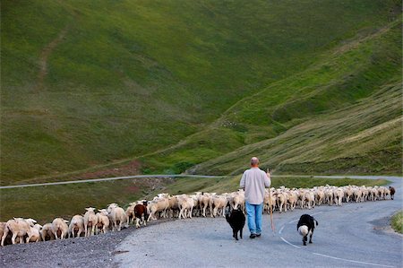 schäfer (männlich) - Hirte in französische Alpen, La Salette, Isere, Frankreich, Europa Stockbilder - Lizenzpflichtiges, Bildnummer: 841-05785837