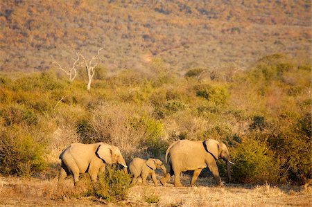 African elephants, Madikwe game reserve, Madikwe, South Africa, Africa Foto de stock - Con derechos protegidos, Código: 841-05785874