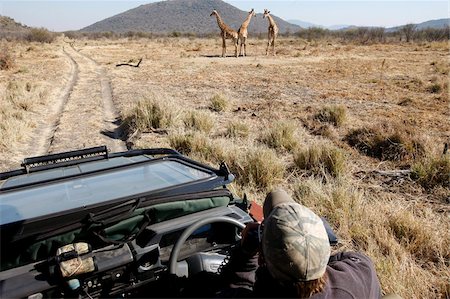 Safari-Fahrzeug und Giraffen, Madikwe Game reserve, Madikwe, Südafrika, Afrika Stockbilder - Lizenzpflichtiges, Bildnummer: 841-05785878