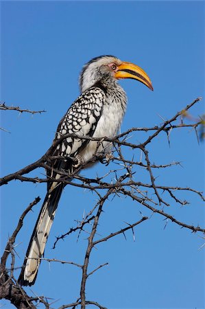 Southern yellow hornbill (Tockus leucomelas), Madikwe Game Reserve, Madikwe, South Africa, Africa Foto de stock - Direito Controlado, Número: 841-05785879