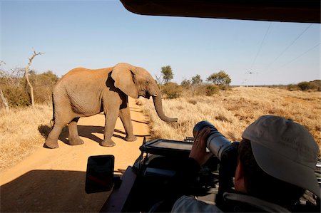 African elephant in front of safari vehicle, Madikwe Game Reserve, Madikwe, South Africa, Africa Stock Photo - Rights-Managed, Code: 841-05785871