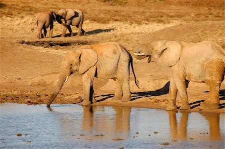 point d'eau - Éléphants d'Afrique, Madikwe game reserve, Madikwe, Afrique du Sud, Afrique Photographie de stock - Rights-Managed, Code: 841-05785872