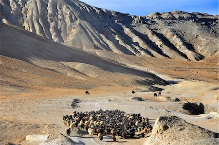 Pashminas sheep in Mustang, Nepal, Asia Stock Photo - Rights-Managed, Code: 841-05785937