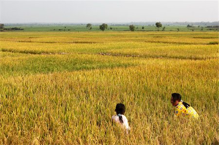 rice fields or rice farms - Cambodian girls in a rice paddy field, Kompong Cham, Cambodia, Indochina, Southeast Asia, Asia Stock Photo - Rights-Managed, Code: 841-05786026