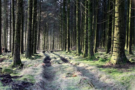 dartmoor national park - Forestry Commission plantation, Sousons, Dartmoor, Devon, England, United Kingdom, Europe Foto de stock - Con derechos protegidos, Código: 841-05781086