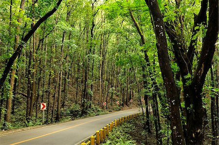 philippine nature - Mahogany forest, Bohol, Philippines, Southeast Asia, Asia Stock Photo - Rights-Managed, Code: 841-05781108