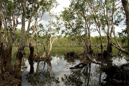 Tabletop Swamp, on top of sandstone plateau in Litchfield National Park, near Darwin, Northern Territory, Australia, Pacific Stock Photo - Rights-Managed, Code: 841-05781198
