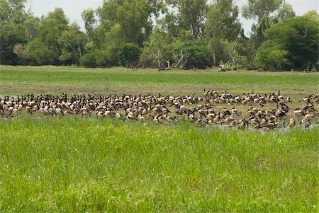 simsearch:841-05781201,k - Flock of magpie geese beside South Alligater River, Yellow Water Wetland, Kakadu National Park, UNESCO World Heritage Site, Northern Territory, Australia, Pacific Stock Photo - Rights-Managed, Code: 841-05781201