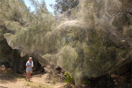 Caterpillar webs draped over entire clump of trees, Bowen, Queensland, Australia, Pacific Foto de stock - Con derechos protegidos, Código: 841-05781224