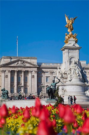 Tulips in front of Buckingham Palace and Victoria Memorial, London, England, United Kingdom, Europe Stock Photo - Rights-Managed, Code: 841-05781264