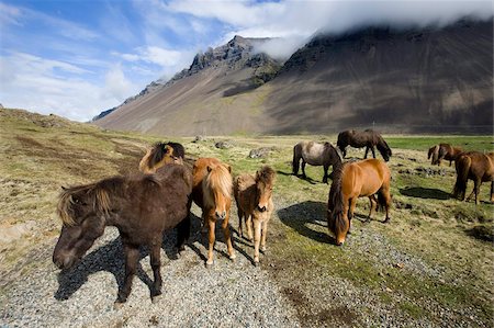 Chevaux islandais avec des montagnes volcaniques dans le lointain, les régions polaires South Iceland, Islande, Photographie de stock - Rights-Managed, Code: 841-05781426