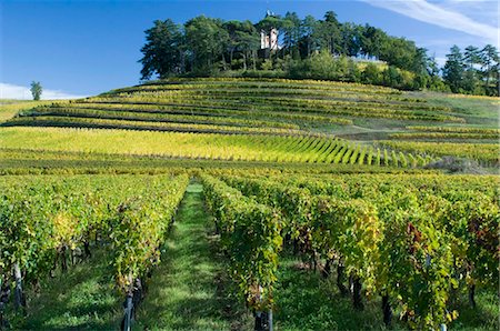 france rural vineyard - Vineyards, St. Emilion, Gironde, France, Europe Stock Photo - Rights-Managed, Code: 841-05781483