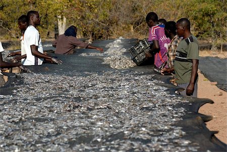 séchage - Kapenta séchage, lac Kariba, Zimbabwe, Afrique Photographie de stock - Rights-Managed, Code: 841-05781773