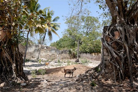 Ruines, old town, Ibo Island, Mozambique, Afrique Photographie de stock - Rights-Managed, Code: 841-05781793