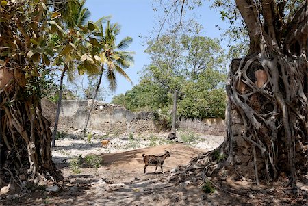 simsearch:841-05781794,k - Ruins, old town, Ibo Island, Mozambique, Africa Stock Photo - Rights-Managed, Code: 841-05781793