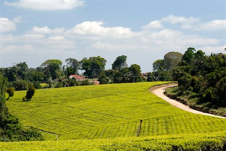 Tea plantation, Mufindi, Tanzania, East Africa, Africa Stock Photo - Rights-Managed, Code: 841-05781804