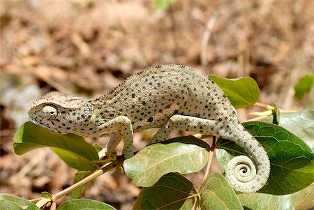 Caméléon avec queue roulée sur l'arbuste, Tanzanie, Afrique de l'est, Afrique Photographie de stock - Rights-Managed, Code: 841-05781801