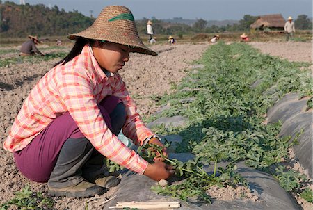 Woman at work in a field, Hsipaw, Northern Shan State, Myanmar, Asia Foto de stock - Con derechos protegidos, Código: 841-05781889