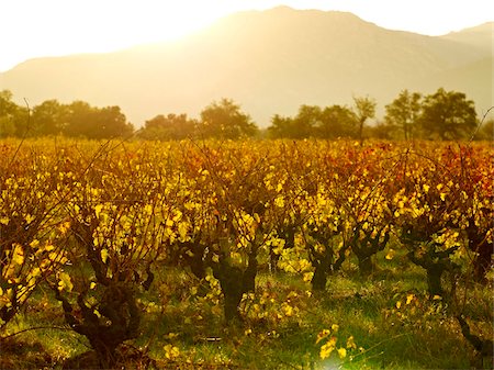 Vineyards, Languedoc Roussillon, France, Europe Stock Photo - Rights-Managed, Code: 841-05781929