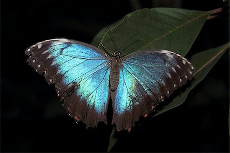 Blue Morpho Butterfly (Morpho peleide) Stock Photo - Rights-Managed, Code: 841-05781945