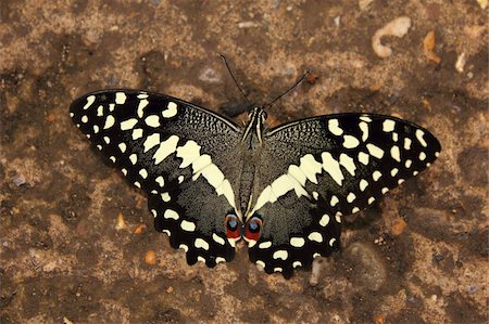 Chaux papillon de Swallowtail (Papilio demoleus) Photographie de stock - Rights-Managed, Code: 841-05781947