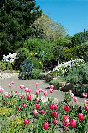 flower beds - Isles of Scilly, United Kingdom, Europe Stock Photo - Rights-Managed, Code: 841-05782076