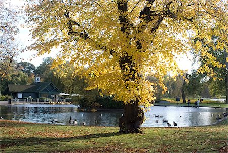 photo of autumn in england - Autumn colours near the boat house, Regent's Park, London NW1, England, United Kingdom, Europe Stock Photo - Rights-Managed, Code: 841-05782165