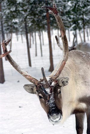 reindeer snow - Reindeer Safari, Jukkasjarvi, Sweden, Scandinavia, Europe Stock Photo - Rights-Managed, Code: 841-05782210