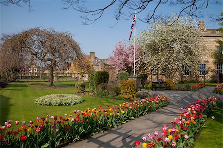 simsearch:841-06805352,k - Masses of colourful spring tulips in the Bath Gardens , Bakewell, Derbyshire, Peak District National Park, England, United Kingdom, Europe Stock Photo - Rights-Managed, Code: 841-05782379