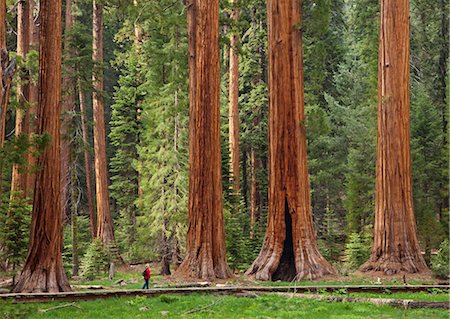 sierra nevada - Tourisme en admirant les arbres de séquoia géant (Sequoiadendron giganteum), randonnée sur le sentier de grands arbres, autour de Meadow, Sequoia National Park, Sierra Nevada, California, États-Unis d'Amérique, l'Amérique du Nord Photographie de stock - Rights-Managed, Code: 841-05782460