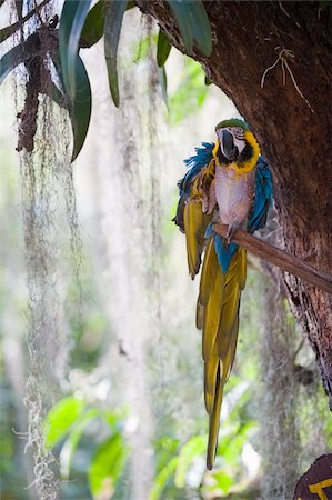 Blue macaw, El Gallineral Park, San Gil, Colombia, South America Stock Photo - Rights-Managed, Code: 841-05782746