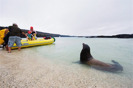 simsearch:841-07083547,k - Sealion and tourist boat, Isla Genovesa, Galapagos Islands, UNESCO World Heritage Site, Ecuador, South America Foto de stock - Direito Controlado, Número: 841-05782890