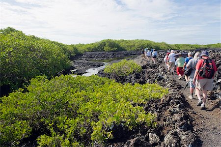 Tourists on a walking tour in the lava fields at the Tintoreras, Isla Isabela, Galapagos Islands, UNESCO World Heritage Site, Ecuador, South America Stock Photo - Rights-Managed, Code: 841-05782908