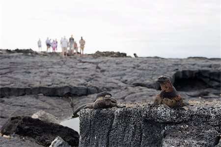 simsearch:841-05782914,k - Tourists looking for marine iguanas (Amblyrhynchus cristatus), Isla Santa Cruz, Galapagos Islands, UNESCO World Heritage Site, Ecuador, South America Stock Photo - Rights-Managed, Code: 841-05782902