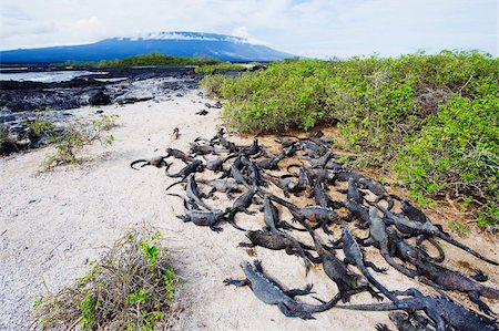Marine iguanas (Amblyrhynchus cristatus), Isla Isabela, Galapagos Islands, UNESCO World Heritage Site, Ecuador, South America Stock Photo - Rights-Managed, Code: 841-05782912
