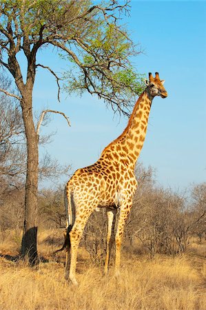 simsearch:841-02944224,k - Giraffe (Giraffa camelopardalis), Kapama Game Reserve, South Africa, Africa Foto de stock - Con derechos protegidos, Código: 841-05783101