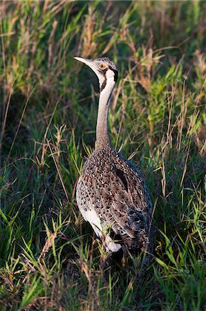 simsearch:841-03490247,k - Black-bellied bustard (Lissotis melanogaster), Lualenyi Game Reserve, Kenya, East Africa, Africa Foto de stock - Con derechos protegidos, Código: 841-05783184