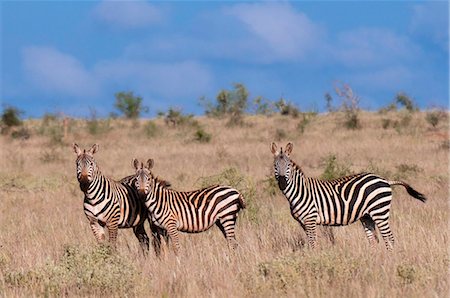 simsearch:841-06342256,k - Grant's zebra (Equus quagga boehmi), Lualenyi Game Reserve, Kenya, East Africa, Africa Stock Photo - Rights-Managed, Code: 841-05783201