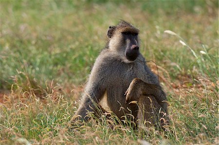 Yellow baboon (Papio hamadryas cynocephalus) with a snare on his neck, Tsavo East National Park, Kenya, East Africa, Africa Foto de stock - Direito Controlado, Número: 841-05783218