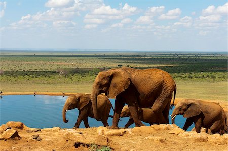 safari animals not people not illustrations - Elephants (Loxodonta africana) at water hole, Tsavo East National Park, Kenya, East Africa, Africa Stock Photo - Rights-Managed, Code: 841-05783212