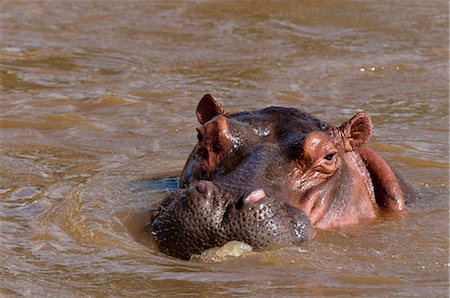 simsearch:841-03490246,k - Hippopotamus (Hippopotamus amphibius), Tsavo East National Park, Kenya, East Africa, Africa Foto de stock - Con derechos protegidos, Código: 841-05783224