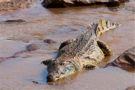 simsearch:841-05783220,k - Nile crocodile (Crocodylus niloticus), Tsavo East National Park, Kenya, East Africa, Africa Stock Photo - Rights-Managed, Code: 841-05783225