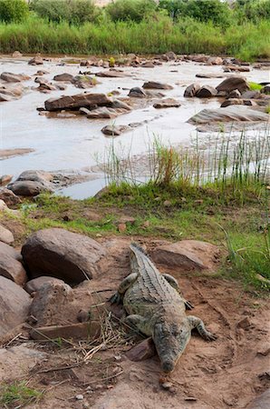 Nile crocodile (Crocodylus niloticus), Tsavo East National Park, Kenya, East Africa, Africa Foto de stock - Con derechos protegidos, Código: 841-05783227