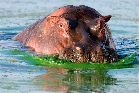 Hippo (Hippopotamus amphibius), Kruger National Park, Mpumalanga, South Africa, Africa Stock Photo - Rights-Managed, Code: 841-05783235